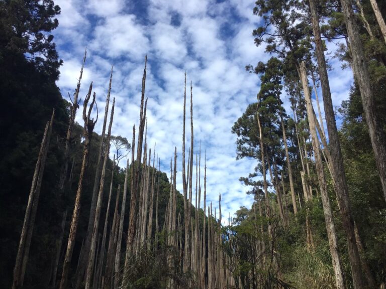 LINE ALBUM 20201116 1118 中台灣好玩卡：忘憂、杉林、雙龍、日月、奧萬大、清淨 260318 1 768x576