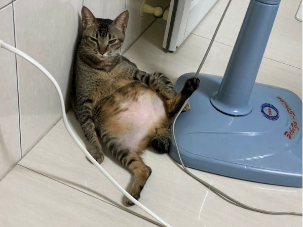 小胖子2